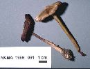 Entoloma strictius image