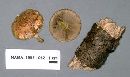 Pholiota polychroa image