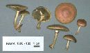 Pholiota polychroa image