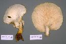 Lentinus levis image