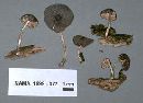 Pluteus longistriatus image