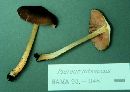 Pluteus romellii image