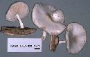 Pluteus pellitus image