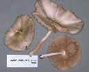 Pluteus petasatus image