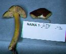 Pluteus romellii image