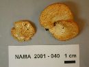 Polyporus alveolaris image