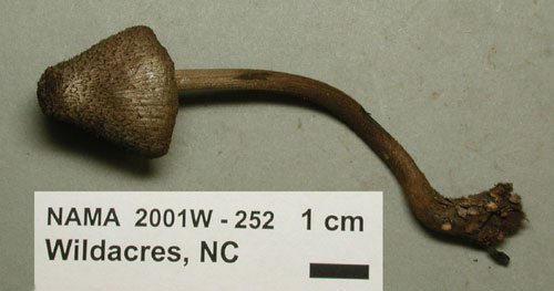 Entoloma nodosporum image