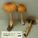 Psathyrella delineata image