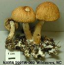 Psathyrella rugocephala image