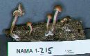 Psilocybe coprophila image