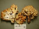 Ramaria amyloidea image