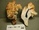 Ramaria amyloidea image