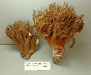 Image of Ramaria murrillii