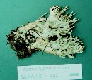 Ramariopsis kunzei image