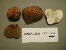 Rhizopogon ochraceorubens image