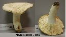 Russula albidicremea image