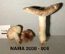 Russula amoenolens image