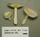 Russula betularum image