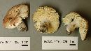 Russula cinerascens image