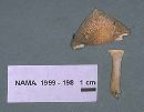 Russula crustosa image