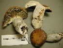 Russula decolorans image