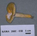 Russula flavida image