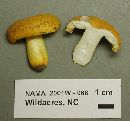 Russula flavida image