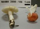 Russula fragilis image