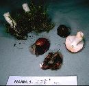 Russula nana image