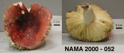 Russula obscuriformis image