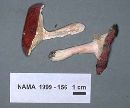 Russula operta image