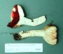 Russula paxilloides image