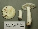 Image of Russula perlactea