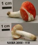 Russula pusilla image