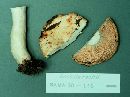 Russula raoultii image