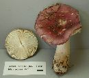 Russula sericeonitens image