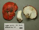 Russula silvicola image