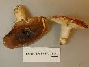 Russula squalida image