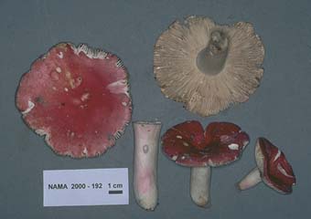 Russula subfloridana image