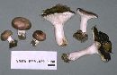 Russula variata image