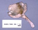 Russula virescens image
