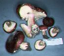 Russula xerampelina image