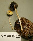 Stropharia semiglobata image