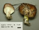 Suillus albivelatus image