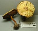 Suillus americanus image