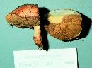 Suillus brevipes image