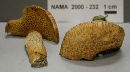 Suillus decipiens image