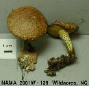 Suillus intermedius image