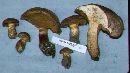 Suillus lakei image