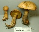 Suillus punctipes image